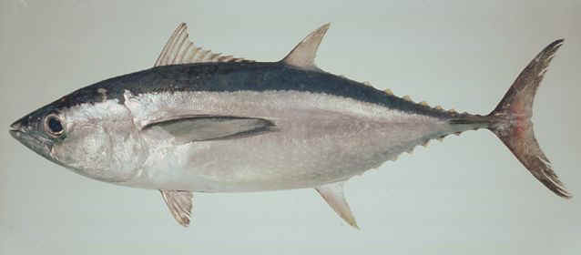  , Longtail Tuna, Thunnus tonggol