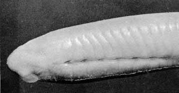 пескоройка - личинка миноги
