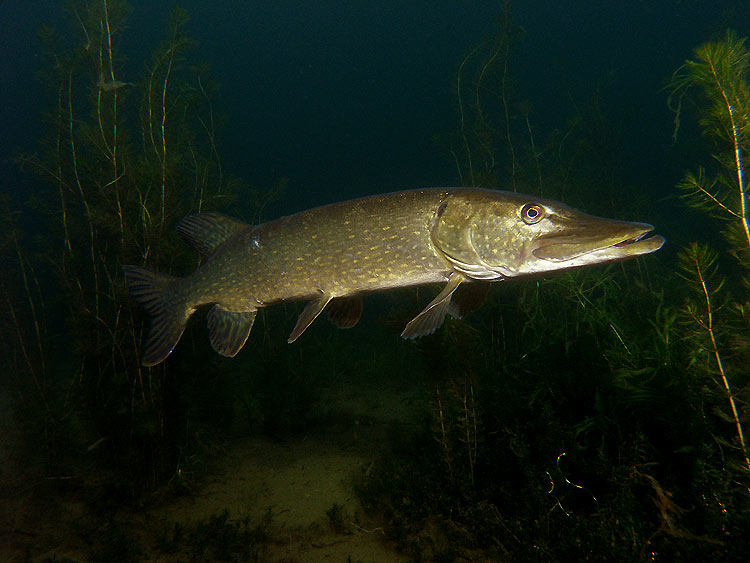 , Esox lucius, Northern Pike